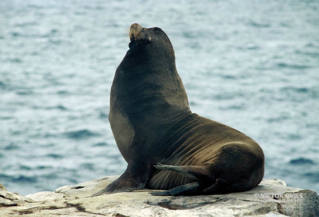 Sea Lion